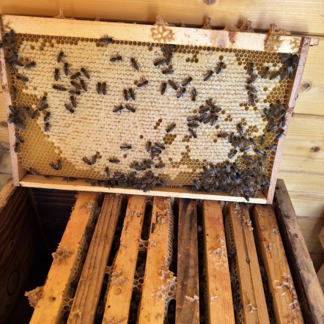 Bioland-Imkerei Wilms: mit Bienen